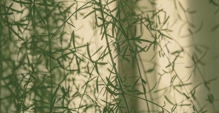 Imagen institucional de SANA, centro médico especializado en genética, metabolismo y medicina del estilo de vida